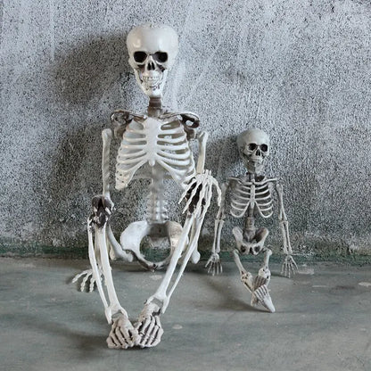 Realistic Skeleton Model